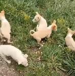5 podenco pups ter adoptie, Particulier, Rabiës (hondsdolheid), Meerdere, Klein
