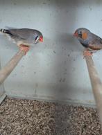 ZEBRAVINKEN, koppels en mannen., Meerdere dieren