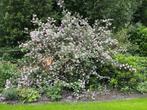 3x Bruidsbloem (Deutzia scabra), Ophalen, Volle zon, Overige soorten, Minder dan 100 cm