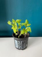 Tiny Tim Cherry Tomatenplantje(s) – Compact Eetbaar Balkon, Volle zon, Groenteplanten, Eenjarig, Ophalen of Verzenden