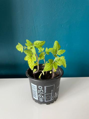 Tiny Tim Cherry Tomatenplantje(s) – Compact Eetbaar Balkon beschikbaar voor biedingen