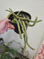 Huernia macropagma, Huis en Inrichting, Kamerplanten, Ophalen, Overige soorten, Minder dan 100 cm