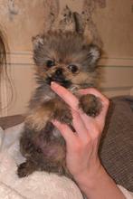 Pomeriaan Pomeranian Pups Geteste Ouders, Parvo, Keeshond, 8 tot 15 weken, Meerdere