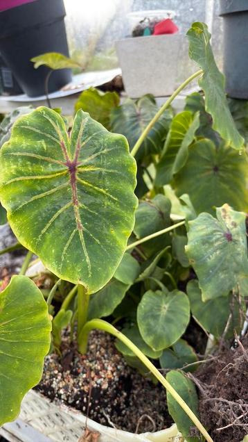 Colocasia esculenta Pharaohs Mask Red knollen beschikbaar voor biedingen