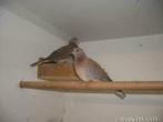 te koop mooie koppels senegal duiven, Dieren en Toebehoren, Vogels | Overige Vogels, Meerdere dieren, Geringd