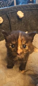 Laatste 2 lieve kittens te koop, Meerdere dieren, Langharig, 0 tot 2 jaar