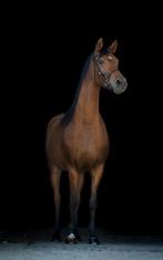 Arabisch volbloed merrie paard pony arabier, Dieren en Toebehoren, Merrie, Minder dan 160 cm, Gechipt, Niet van toepassing