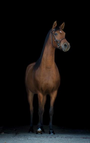 Arabisch volbloed merrie paard pony arabier beschikbaar voor biedingen