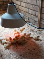 36 Poule de Bresse kuikens, Meerdere dieren, Kip