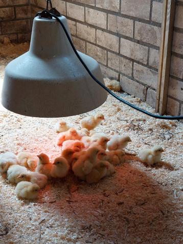 36 Poule de Bresse kuikens beschikbaar voor biedingen