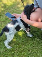 Max, engelse springer spaniel pup reutje, Dieren en Toebehoren, Honden | Retrievers, Spaniëls en Waterhonden, Reu, CDV (hondenziekte)