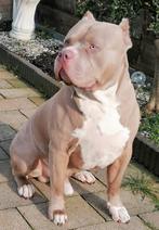 Champagne lilac dekreu American bully xl, Dieren en Toebehoren, 6 jaar of ouder, Reu, CDV (hondenziekte), Eén hond