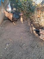 1 dubbelgezoomde barnevelder te koop, Dieren en Toebehoren, Pluimvee, Mannelijk, Kip