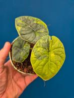 Alocasia Melo Aurea p10
