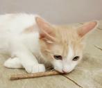 3 zeer leuke lieve kittens ingeent/chip/ontwormd 3,5mnd, Dieren en Toebehoren, Meerdere dieren, Kortharig, 0 tot 2 jaar
