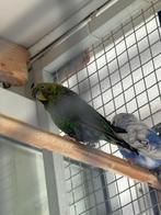BFBW MAN, Dieren en Toebehoren, Mannelijk, Parkiet, Geringd