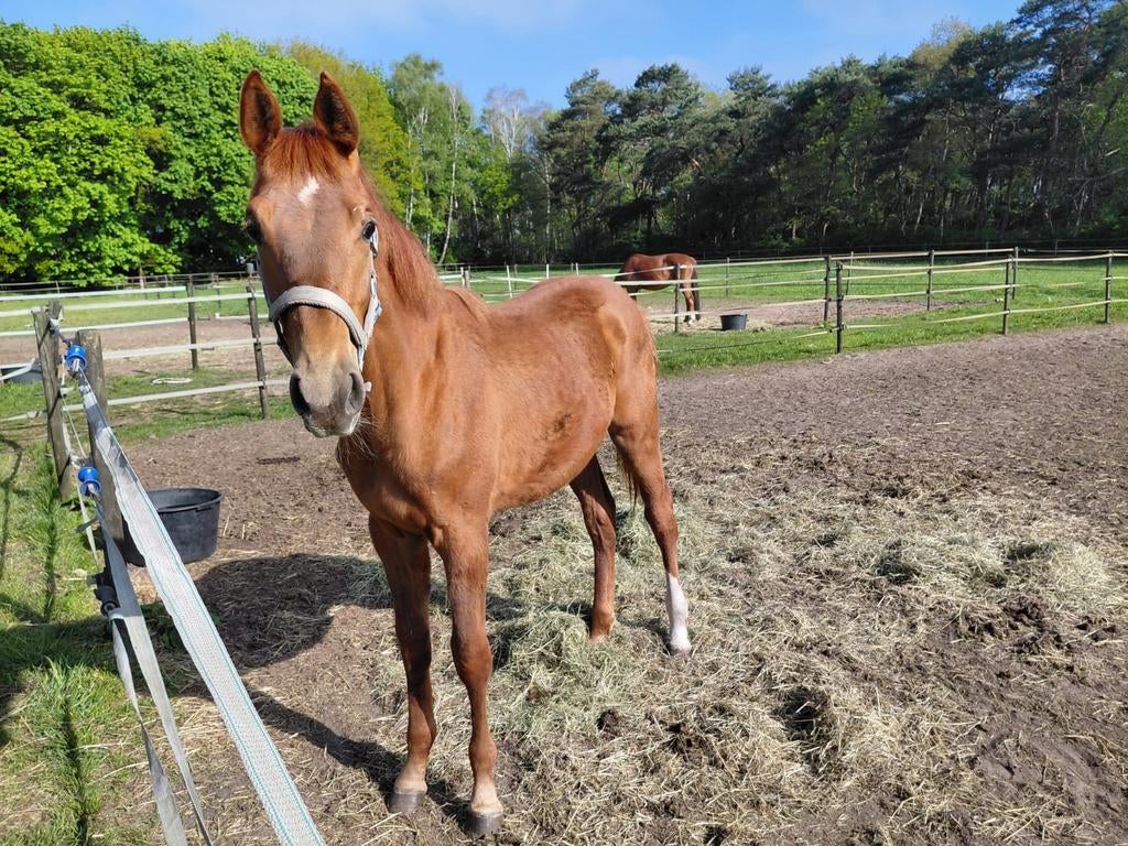 Jaarling hengst poker de mariposa x indoctro, Dieren en Toebehoren, Paarden, Springpaard, Minder dan 160 cm, Met stamboom, Niet van toepassing