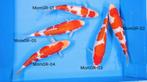 HQ TOSAI GINRIN KOHAKU jumbo bloodline MOMOTARO, Dieren en Toebehoren, Karper of Koi