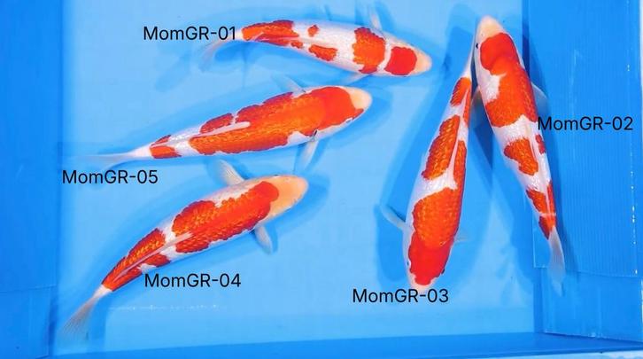 HQ TOSAI GINRIN KOHAKU jumbo bloodline MOMOTARO, Dieren en Toebehoren, Vissen | Vijvervissen, Karper of Koi