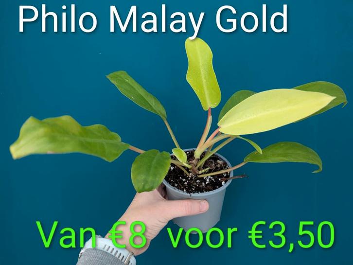 ACTIE dit weekend tot 70% korting op planten, Huis en Inrichting, Kamerplanten, Minder dan 100 cm, Halfschaduw, Ophalen of Verzenden