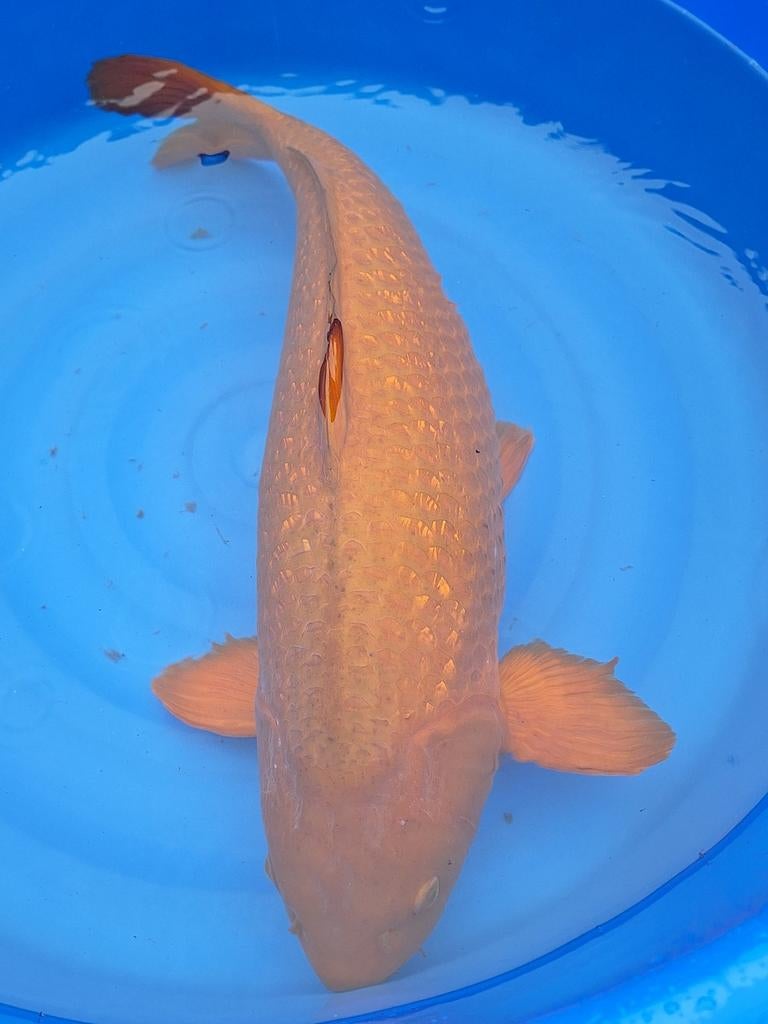 Koikarper, Dieren en Toebehoren, Vissen | Vijvervissen, Karper of Koi