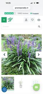 Gratis ophalen siergras Leliegras Lilrope muscari, Ophalen, Siergrassen, Volle zon