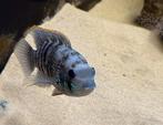 Andinoacara pulcher – Blauwe Acara, Dieren en Toebehoren, Vis, Zoetwatervis