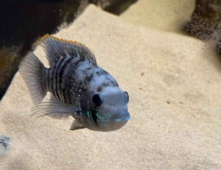 Andinoacara pulcher – Blauwe Acara, Dieren en Toebehoren, Vissen | Aquariumvissen, Zoetwatervis, Vis