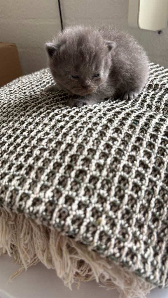 britse korthaar kitten poesje, Poes, Ingeënt