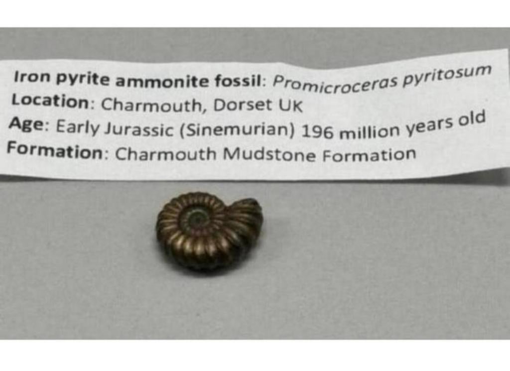 Iron pyrite ammonite fossil - Fossiel 196 miljoen jaar oud, Ophalen of Verzenden, Fossiel