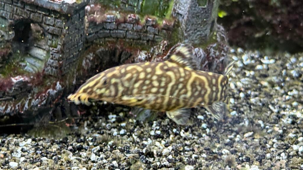 Botia almorhae, Dieren en Toebehoren, Vis