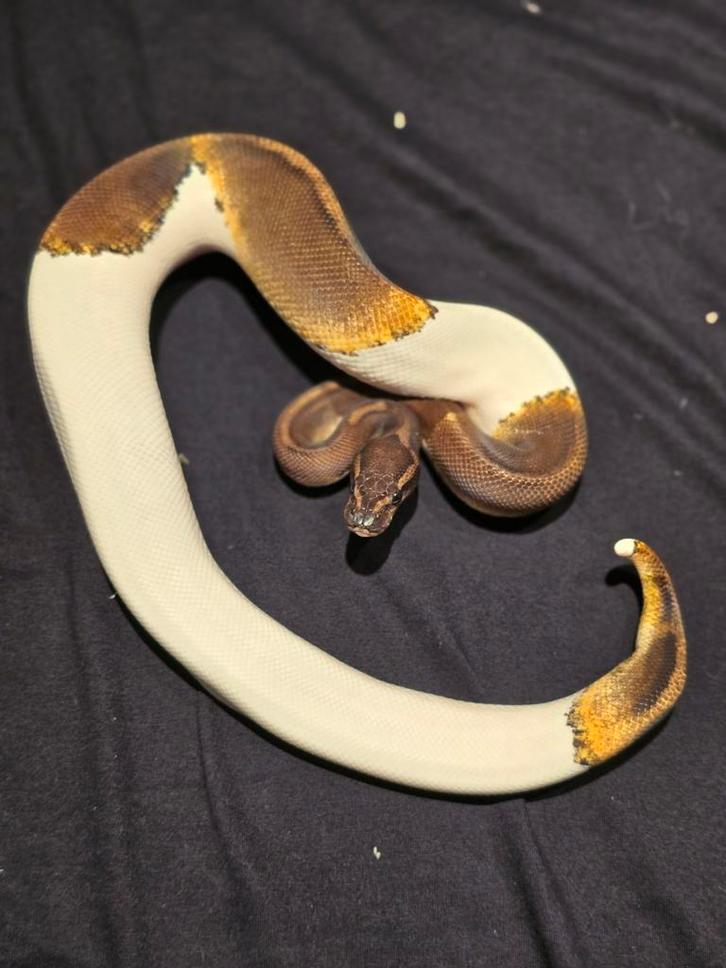 0.1 ghi pied ball python Ball Python - female for sale from martijn