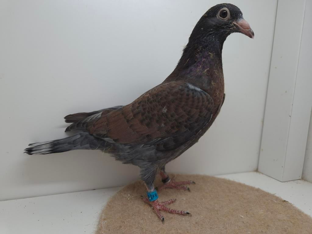 Kleurpostduif kleurpostduiven, Mannelijk, Postduif