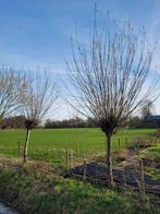 Wilgentakken, Ophalen, Volle zon, Overige soorten