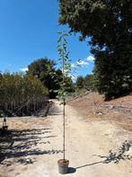 Amelanchier lamarckii️ ☘️ (krentenboom), Tuin en Terras, Planten | Bomen, Ophalen, Volle zon, Overige soorten