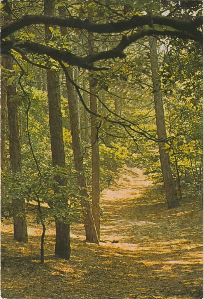 OTTERLO Bosgezicht, Verzenden, 1980 tot heden, Gelopen, Gelderland