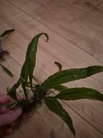 Javavaren stekjes waterplanten aquarium, Ophalen, Nieuw, Plant(en), Steen of Hout