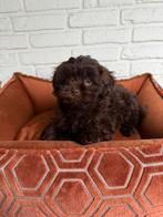 Maltipoo pups, maltezer x toy poedel, Parvo, Nederland, Overige rassen, 8 tot 15 weken