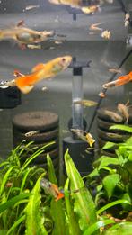 Guppen ruilen tegen garnaaltjes, Vis