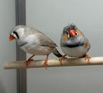 Zebravinken met kuif koppel, Meerdere dieren