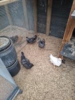 Legkippen januari 2026, Vrouwelijk, Kip