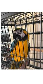 Te Koop Mooie Lieve Ara Papagaai Pop, Vrouwelijk, Papegaai