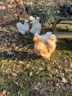 Prachtige TOP USA  zijdehoen PAAS broedeitjes mooie kleuren., Geslacht onbekend, Kip