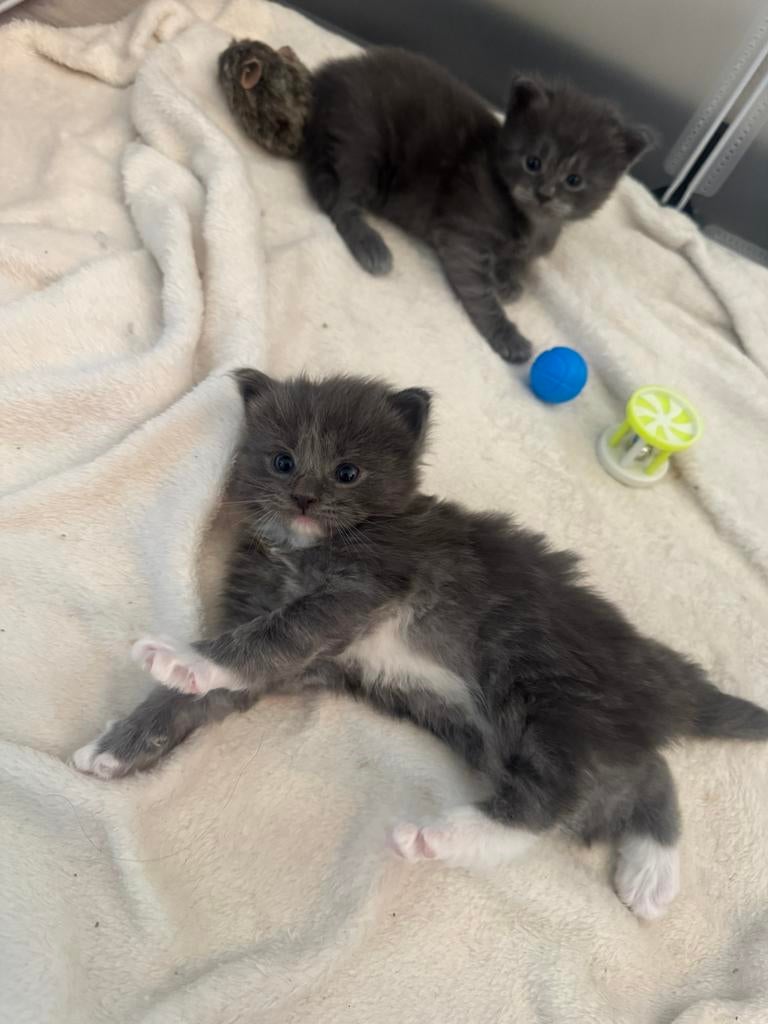 Prachtige mainecoon/ragdoll kittens, Dieren en Toebehoren, Katten en Kittens | Raskatten | Langhaar, Meerdere dieren, Ontwormd