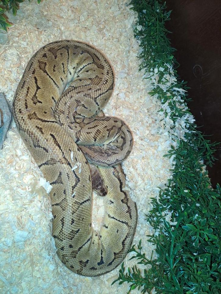 Koppel ball pythons Ball Python - unknown for sale from theo scheffer