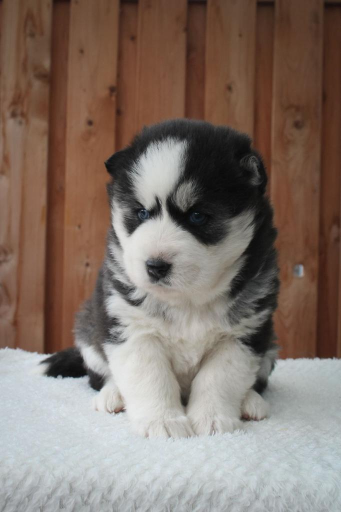 2 Lieve, Knappe, Gezonde pomsky pups te reseveren, Dieren en Toebehoren, 8 tot 15 weken, Poolhond, Parvo, Meerdere