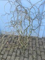 Paastakken Krulwilg, Ophalen, Nieuw