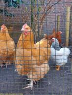 Mooie, jonge, raszuivere Orpington buff haan, Dieren en Toebehoren, Pluimvee, Mannelijk, Kip