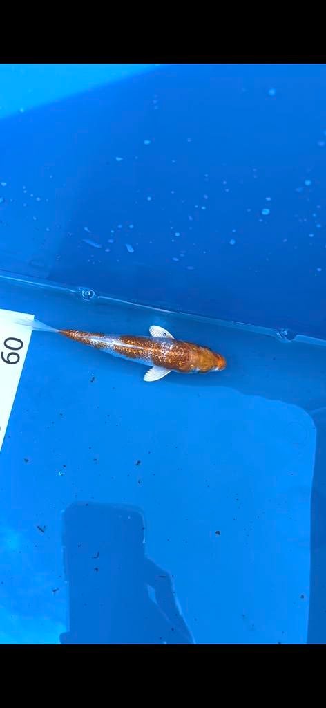 Koi karper, Karper of Koi
