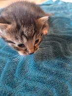 Kitten te koop, Poes